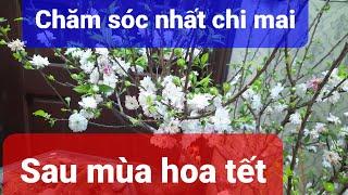 Kỹ thuật chăm sóc nhất chi mai sau mùa hoa Tết