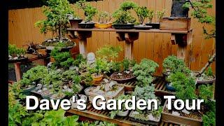 Dave's Garden Tour:  Dave's Bonsai E428