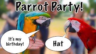 20 Pet Parrots Came To Mia's Birthday Party | Our Largest Free Flight Day Yet