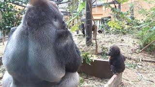 父ちゃん！父を見つけ嬉しそうに駆け出す赤ちゃんゴリラ⭐️Gorilla【京都市動物園】Genki is worried about Kintaro approaching Momotaro.