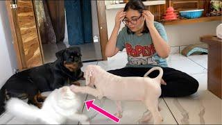 New Puppy attacked on Hela ! 1st meeting of Bully Kutta & Persian cat