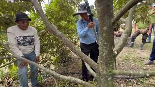 PEMANGKASAN PERSATUAN DURIAN LENGGENGLenggeng榴莲协会主办修剪方法Pruning Technique