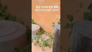 땅이모 27. 밀양시 부북면 촌집매매 대지 125평 1억9700만원 #밀양주말주택매매 #밀양촌집매매 #밀양주말농장매매  #밀양부동산매매