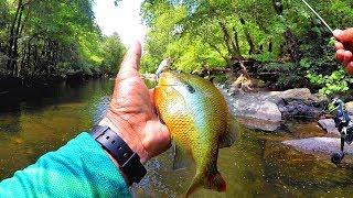 The BEST Lures For Creek Fishing! Multiple Species