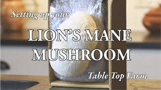 Lion's Mane Mushroom Table Top Farm Set Up