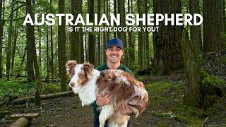 Top 3 Reasons - The Australian Shepherd is the right dog for you!