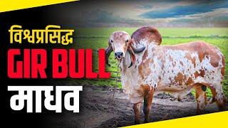 इस #girbull  को देखने देश विदेश से आते है लोग। World Famous माधव गिर नंदी