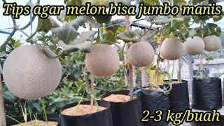 Cara menanam melon di polybag agar buah jumbo dan manis#fase generatif sampai panen