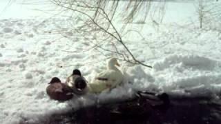 Wounded Duck (Joey) on Ice