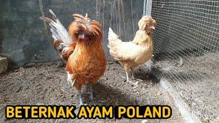 BETERNAK AYAM POLAND (RAISING POLAND CHICKEN)@sunflowercreator3152