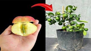 SUPER SPECIAL TECHNIQUE to propagate LEMON using apples and coca~cola, fast growth