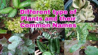 DIFFERENT types of PLANTS and Common NAMES