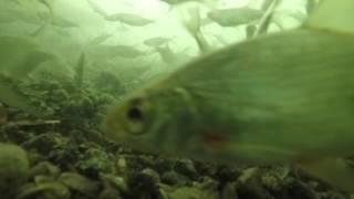 Underwater feeder fishing