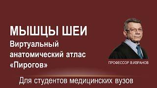 Мышцы шеи. Виртуальный анатомический атлас "Пирогов"