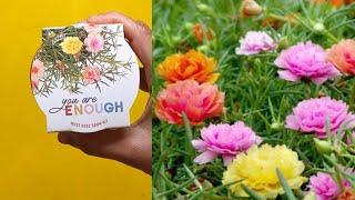 Buzzy Moss Rose grow Kit | $3 | Target