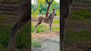 Baby Horse Badshah Horse video  #horseriding #animals #horseviralvideo #shortvideo #shortsvideo