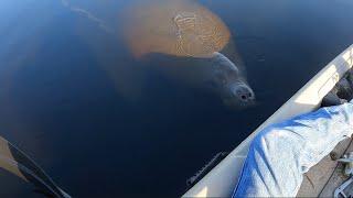 Manatee Close Encounter