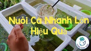 Quá Trình Nuôi Cá 7 Màu Con Mau Lớn Tại Vườn Mộc Ngư