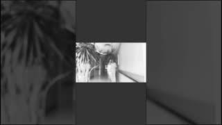 Айша-Айша