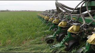 Planting organic soybeans into wheat | #4