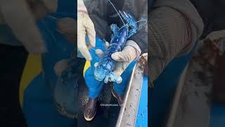 Man Helps A Lobster Fish