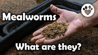 Mealworms, what are they?