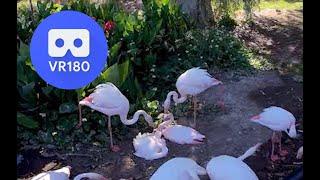 Watch in VR 017: Phoenix Zoo April 2021 VR180 3D 5.7k