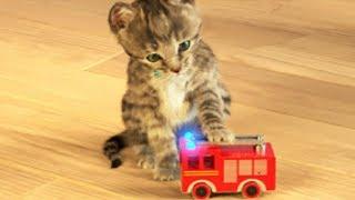 Little Kitten My Favorite Cat - Play Fun Cute Kitten Pet Care Mini Games For Children