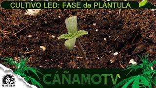 CULTIVO: Fase de PLÁNTULAS con Sensi Seeds y Mars Hydro Led. Smart Grow System Mars Hydro FCE4800