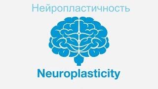 Нейропластичность. Нейропластика. Нейробика. Развитие пластичности мышления