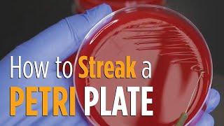 Four Quadrant Streak procedure - How to properly streak a Petri plate for isolated colonies