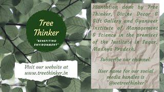 Plantation done by Tree Thinker and team at Gyanveer Institute of Management and Science, Sagar