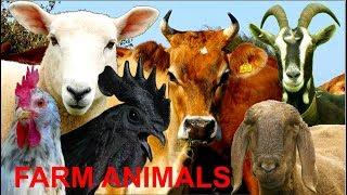 FOR KIDS: 20 different farm animals with natural sounds - NO MUSIC! video for little children