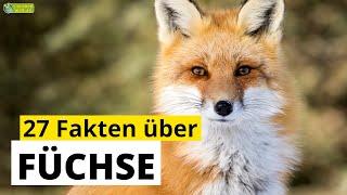 27 Steckbrief-Fakten über Füchse - Doku-Wissen über Tiere - für Kinder