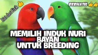 Cara Breeding Burung Nuri Bayan "Breeding Electus Parrot"