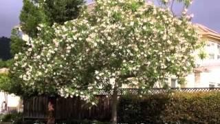 Chilopsis linearis - Desert Willow, Desert Catalpa