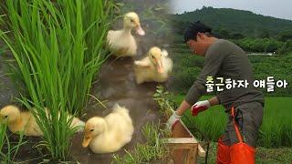 [삼시세끼고창편] 논으로 출근한 오리의 일상