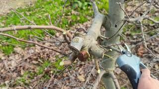 20 year old granny smith apple variety. Time for pruning.