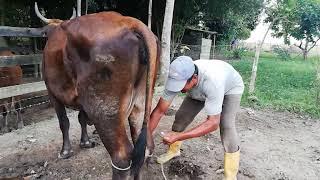 Como ordeñar una vaca