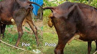 Cow Defecate On Field - How Way Cow Peeing, Cow Dung, Black Cow Eating Grass