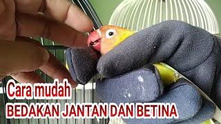 Cara MUDAH,. Membedakan jenis kelamin burung Lovebird jantan dan betina dengan Akurat.