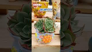 #청담다육 #이에르메스다육 #임영웅 #바램