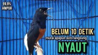 murai batu gacor AMPUH buat PANCINGAN murai batu agar bunyi JADIKAN burung murai gacor EMOSI NYAUT