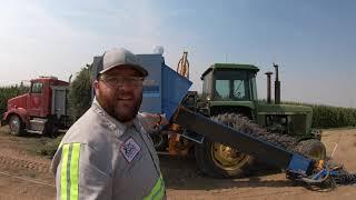 How Lavender is Planted, Harvested and Distilled