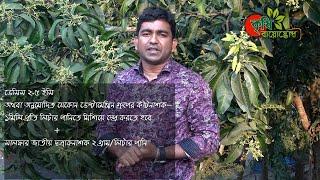 আমের মুকুল আসার পর থেকে যা করতে হবে