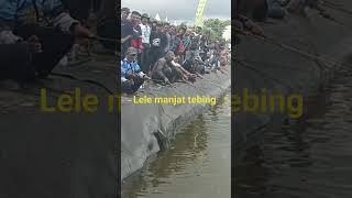 mancing ikan lele babon dengan joran bambu juara