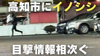 「『見つけたら刺激せずに市などに連絡を』 高知市でイノシシの目撃情報相次ぐ」2024/11/27放送