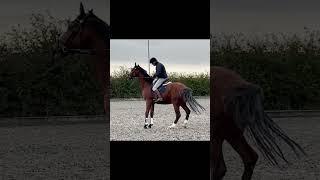 Young horse Rearing and Napping to PSG Dressage with help form Michael Peace@thinkequus #dressage