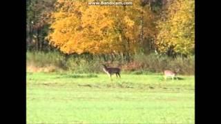 Damwild Pur,Polowanie,Mecklenburg-Vorpommern