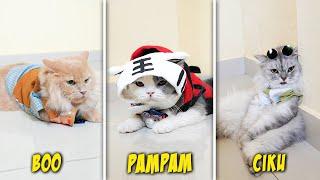 TANTANGAN UBAH KUCING JADI KEREN!! BOO, PAMPAM DAN CIKU KUCING PAKAI BAJU LUCU!!